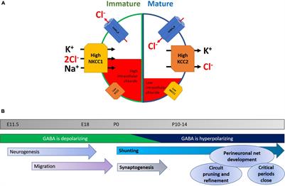 How Staying Negative Is Good for the (Adult) Brain: Maintaining Chloride Homeostasis and the GABA-Shift in Neurological Disorders